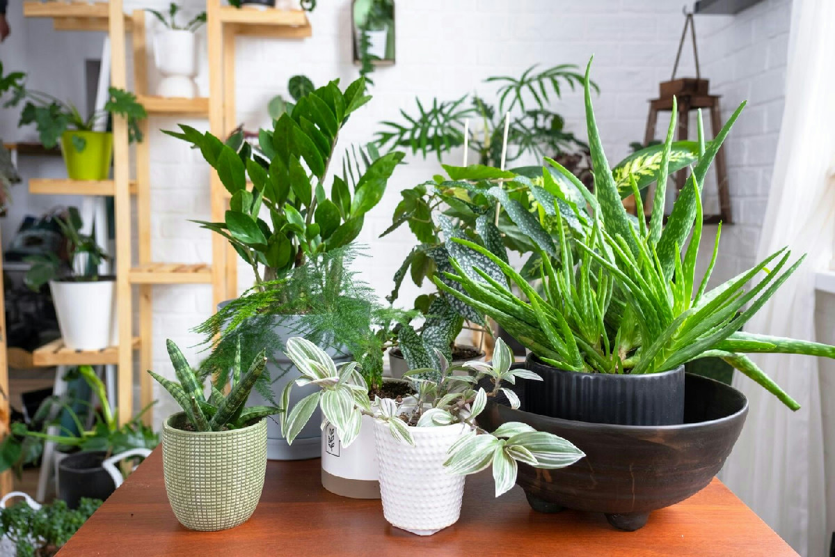 Piante da interno resistenti all’inverno: cura minima per chi vuole verde senza fatica