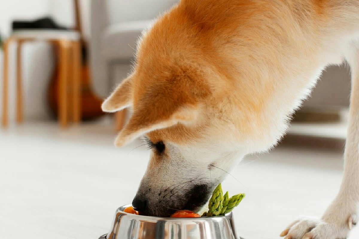 Prodotti umidi o crocchette: cosa preferisce il cane e come cambia l’impronta ambientale dell’alimentazione