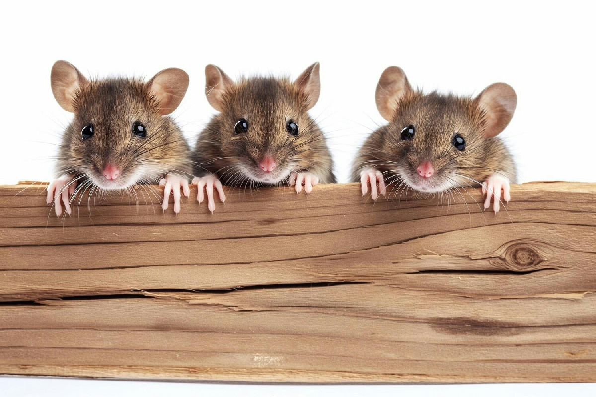 Quale foglia in cucina allontana efficacemente ratti e topi dagli ambienti domestici